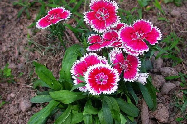 石竹初吻怎么养殖，生长期间每隔10天浇一次水