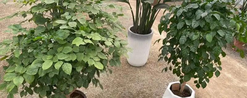 让幸福树茎部变粗的方法，生长阶段每个月追肥一次