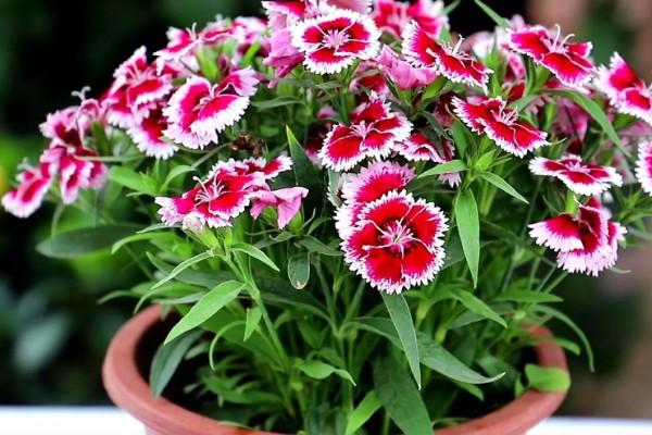 石竹初吻怎么养殖，生长期间每隔10天浇一次水