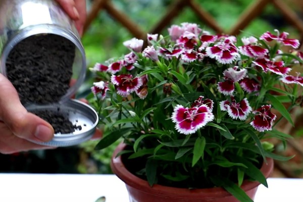 石竹初吻怎么养殖，生长期间每隔10天浇一次水