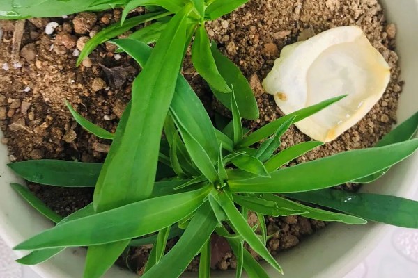 石竹初吻怎么养殖，生长期间每隔10天浇一次水