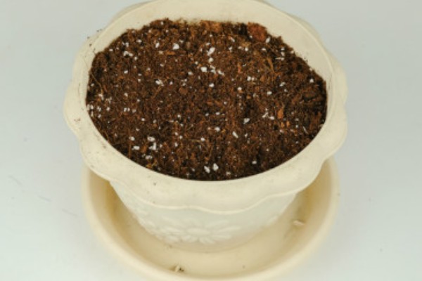 石竹初吻怎么养殖，生长期间每隔10天浇一次水