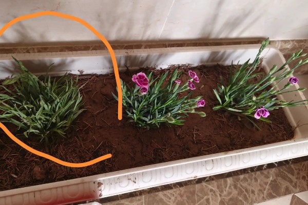 石竹初吻怎么养殖，生长期间每隔10天浇一次水