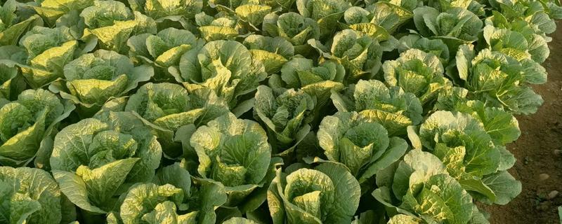 娃娃菜过多久会发芽出土,播种后经过5天左右就会发芽