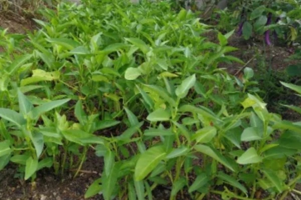 8月份能不能种空心菜，可以种植但出苗率较低