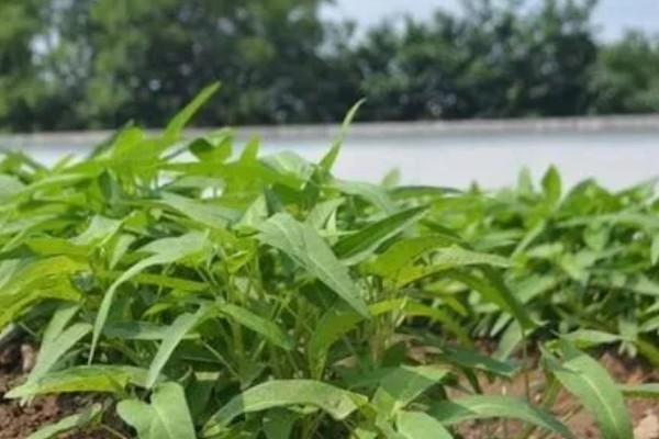 8月份能不能种空心菜，可以种植但出苗率较低