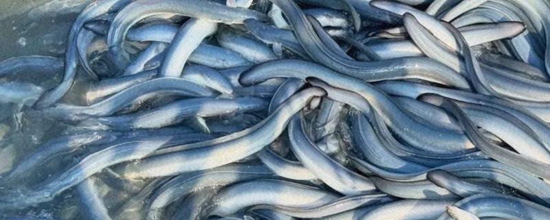 怎么养鳗鱼，入池前用生石灰对池塘做消毒处理