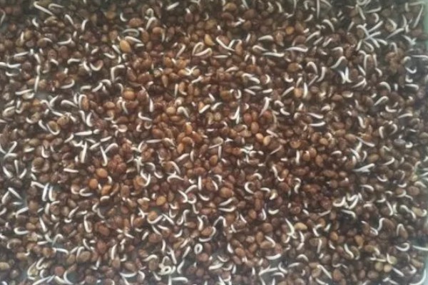 8月份能不能种空心菜，可以种植但出苗率较低