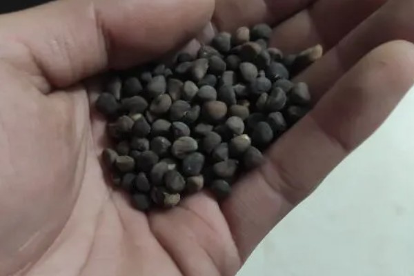 8月份能不能种空心菜，可以种植但出苗率较低