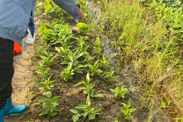 8月份能不能种空心菜，可以种植但出苗率较低