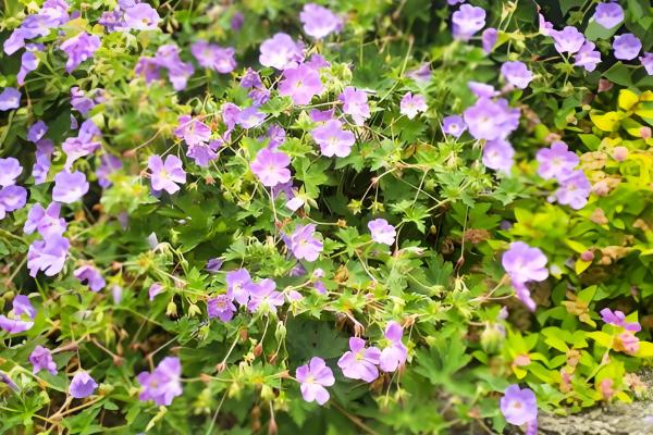 繁星花好不好养，属于好养的花卉