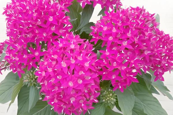 繁星花好不好养，属于好养的花卉