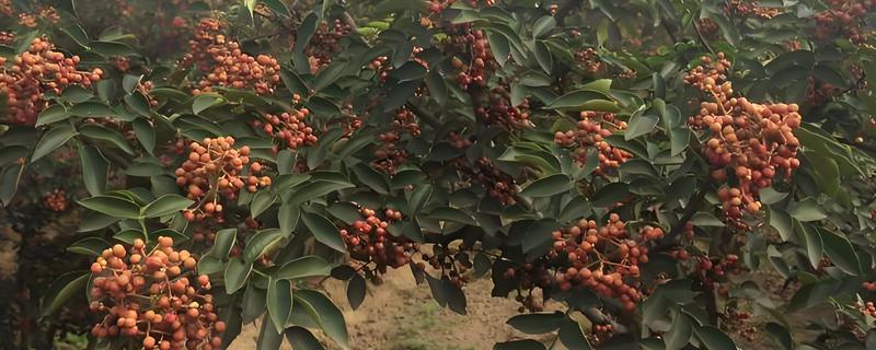 花椒地里可以打什么除草剂，可以打西马津、利谷隆等