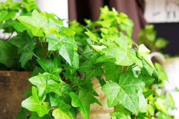 常春藤如何扦插，第一步就是选择比较健壮的插条