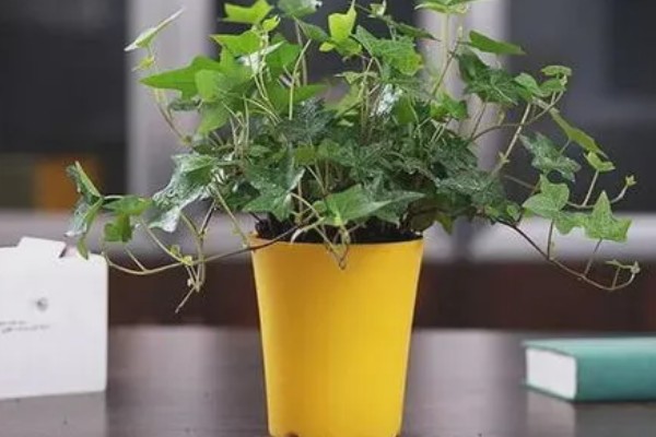 常春藤如何扦插，第一步就是选择比较健壮的插条