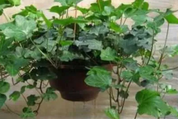 常春藤如何扦插，第一步就是选择比较健壮的插条