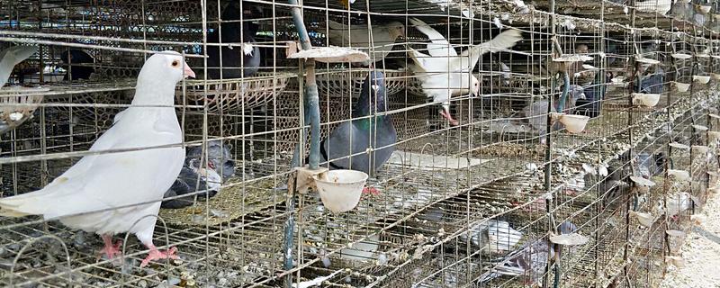 如何预防鸽子呼吸道疾病，要严格执行卫生防疫制度
