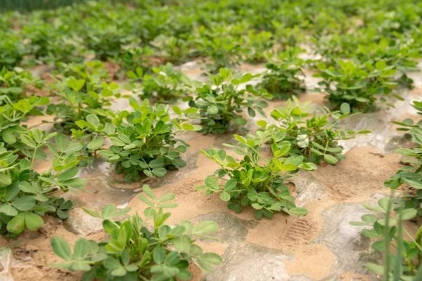 花生的种植注意事项，要注意选种和处理种子