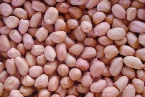 花生的种植注意事项，要注意选种和处理种子