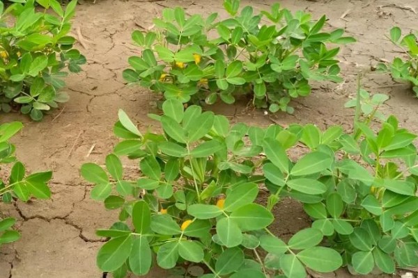 花生的种植注意事项，要注意选种和处理种子