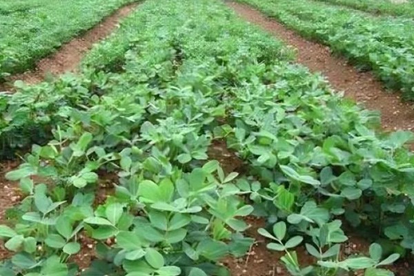 花生的种植注意事项，要注意选种和处理种子