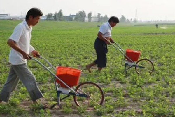花生的种植注意事项，要注意选种和处理种子