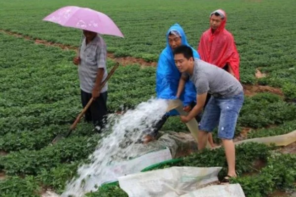 花生的种植注意事项，要注意选种和处理种子