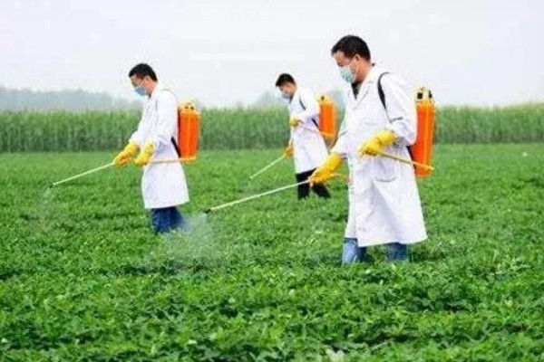 花生的种植注意事项，要注意选种和处理种子