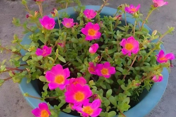 怎么养阔叶半枝莲,将其放置在室外向阳的地方养护