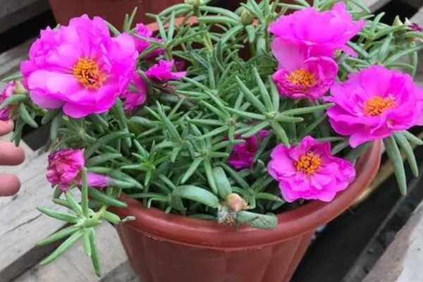 怎么养阔叶半枝莲,将其放置在室外向阳的地方养护