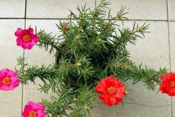 怎么养阔叶半枝莲,将其放置在室外向阳的地方养护