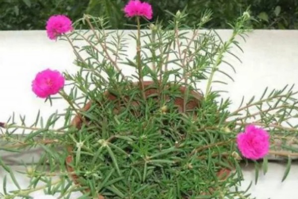 怎么养阔叶半枝莲,将其放置在室外向阳的地方养护