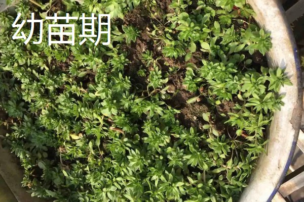 怎么养阔叶半枝莲,将其放置在室外向阳的地方养护