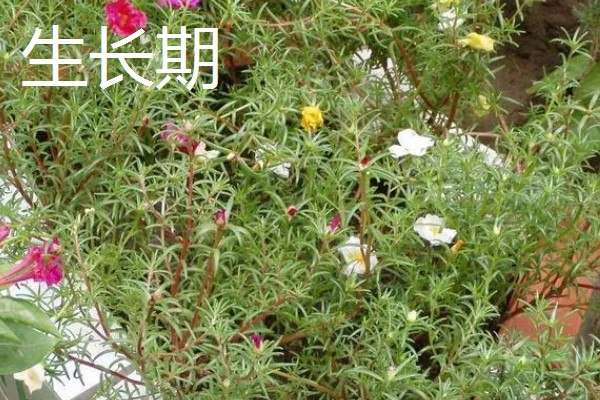 怎么养阔叶半枝莲,将其放置在室外向阳的地方养护