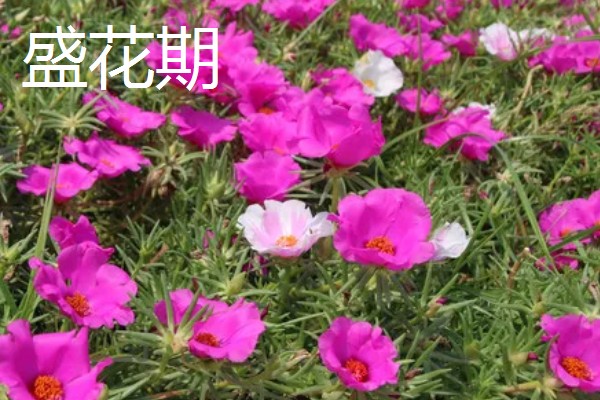 怎么养阔叶半枝莲,将其放置在室外向阳的地方养护