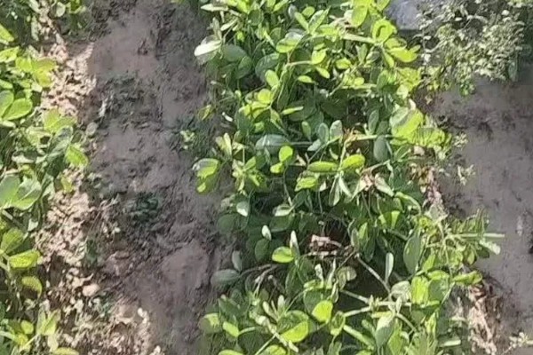 金冠308花生种简介,春播生育期为116-118天