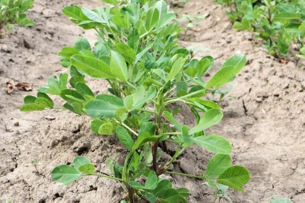 金冠308花生种简介,春播生育期为116-118天