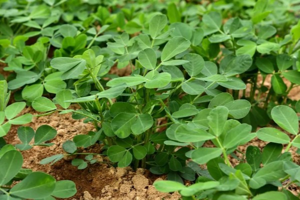 金冠308花生种简介,春播生育期为116-118天