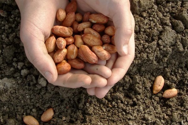 金冠308花生种简介,春播生育期为116-118天