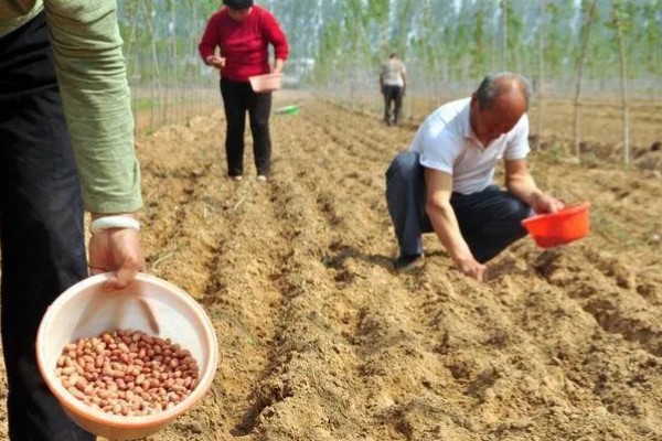 金冠308花生种简介,春播生育期为116-118天