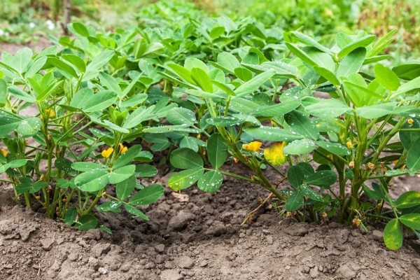 金冠308花生种简介,春播生育期为116-118天