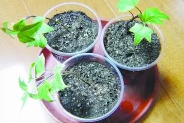 常春藤如何扦插，第一步就是选择比较健壮的插条