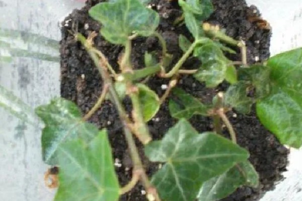 常春藤如何扦插，第一步就是选择比较健壮的插条