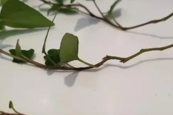 常春藤如何扦插，第一步就是选择比较健壮的插条
