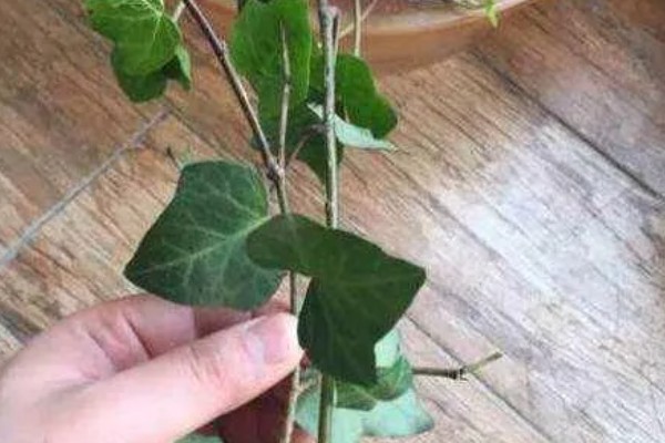 常春藤如何扦插，第一步就是选择比较健壮的插条