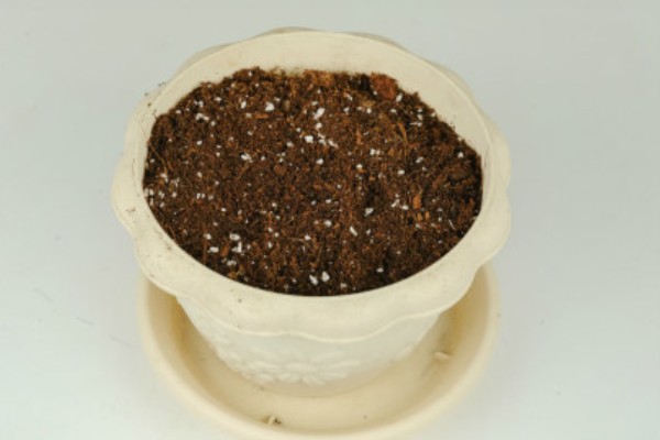 常春藤如何扦插，第一步就是选择比较健壮的插条