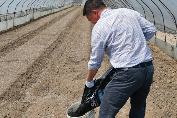 金冠308花生种简介,春播生育期为116-118天