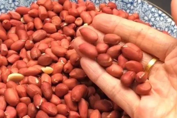 金冠308花生种简介,春播生育期为116-118天