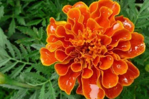 孔雀草的浇水方法，浇水时间为早上10点左右