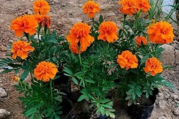 孔雀草的浇水方法，浇水时间为早上10点左右